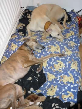 Sasha (top) and Beau (bottom) Referee's Photo
