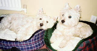 Archie & Jasper Referee's Photo